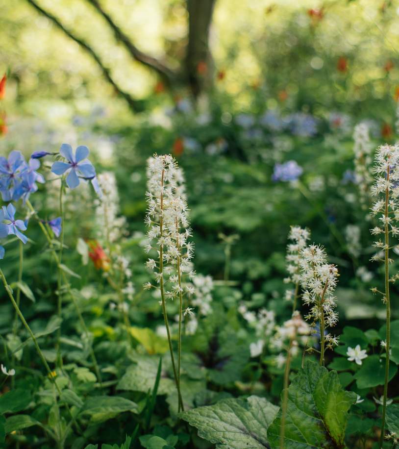 Mt Cuba Wild Flower Celebration