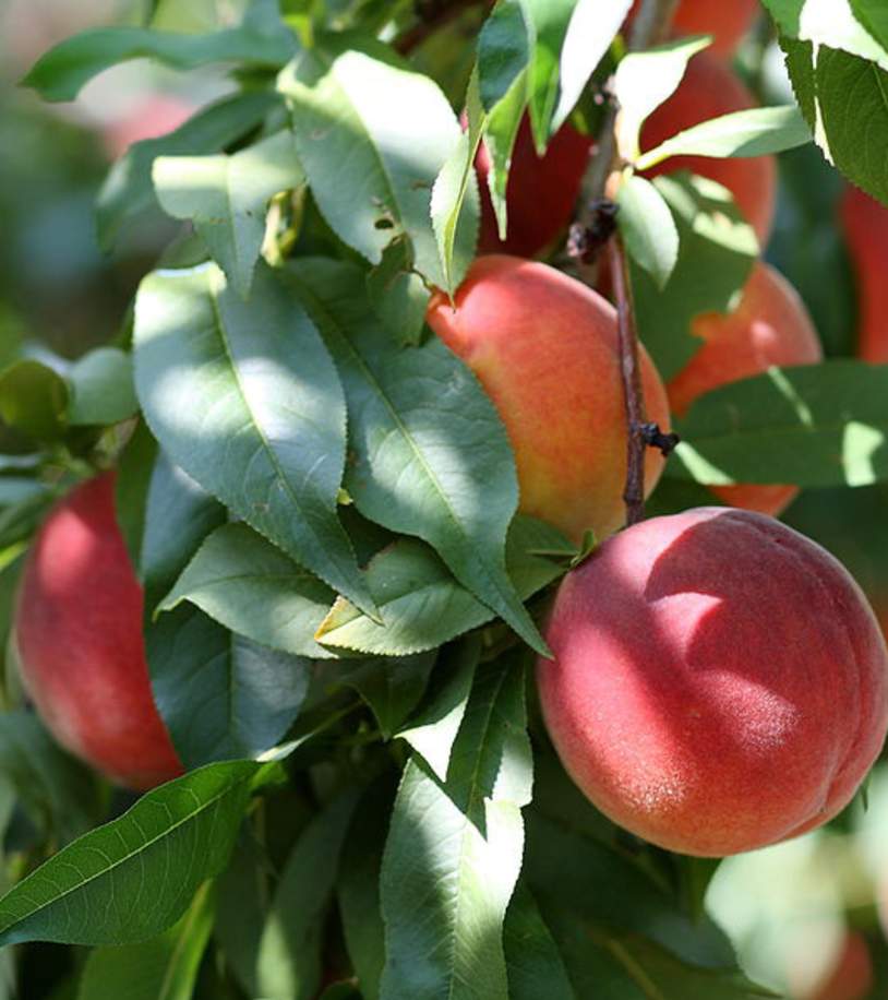 Peach Festival