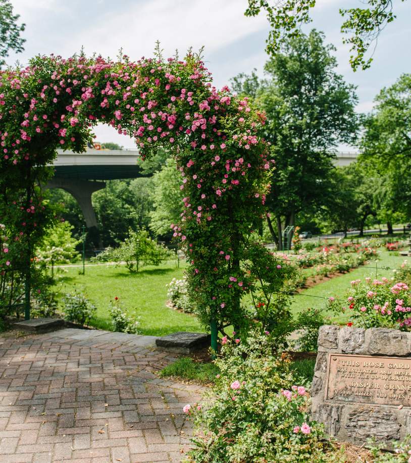 Jasper Crane Rose Garden