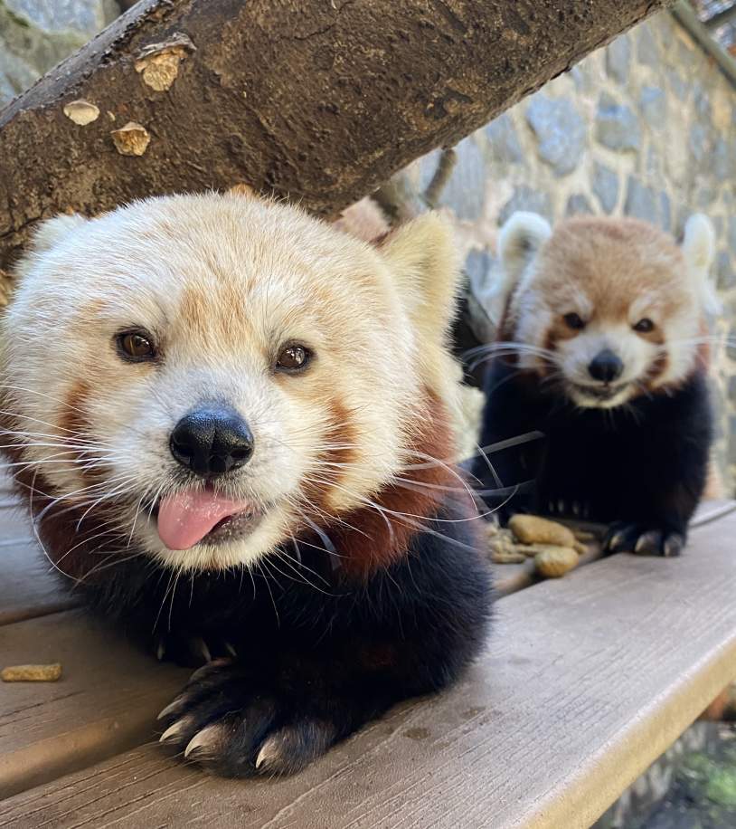 KEEPER CHATS @ Brandywine Zoo
