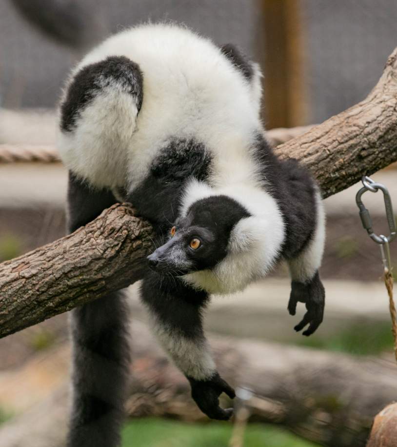 Brandywine Zoo