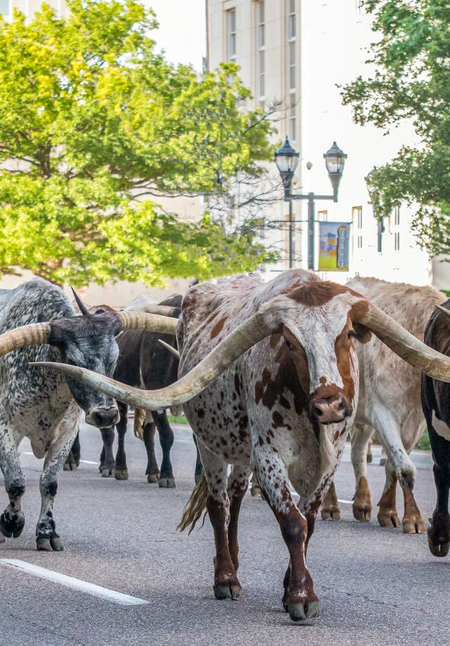 Winning photo from the 2021 cattle drive photo contest - longhorns in downtown Amarillo