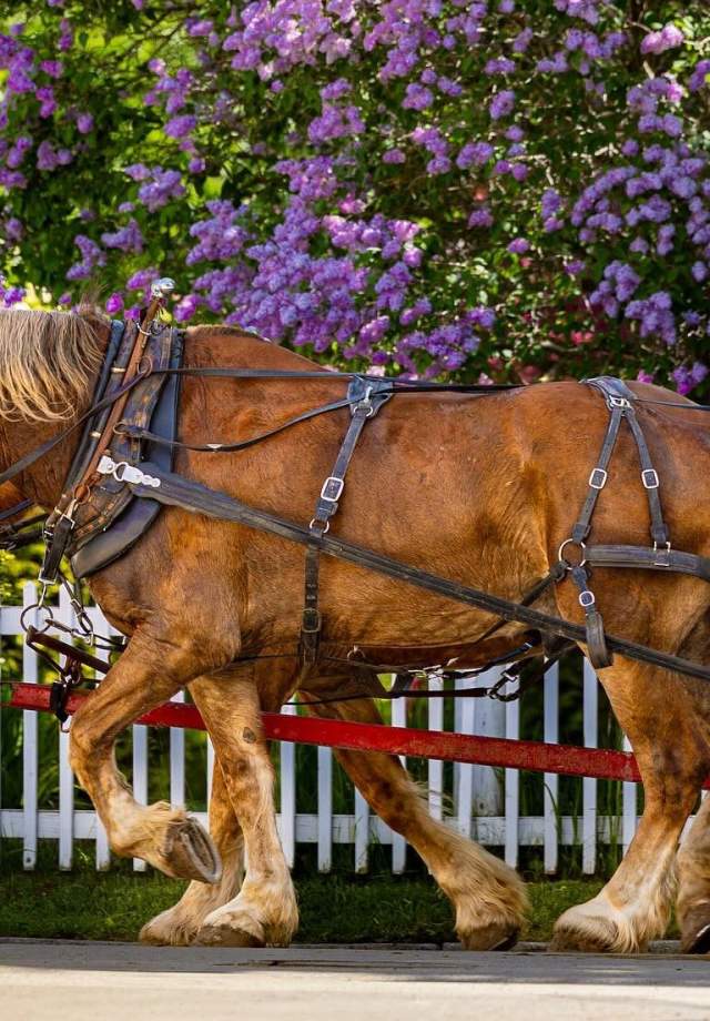 A pair of horses pulls a carriage past blooming lilacs on Mackinac Island