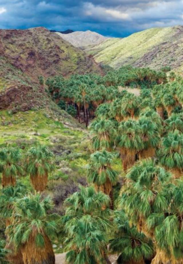 palm canyon fan palm grove