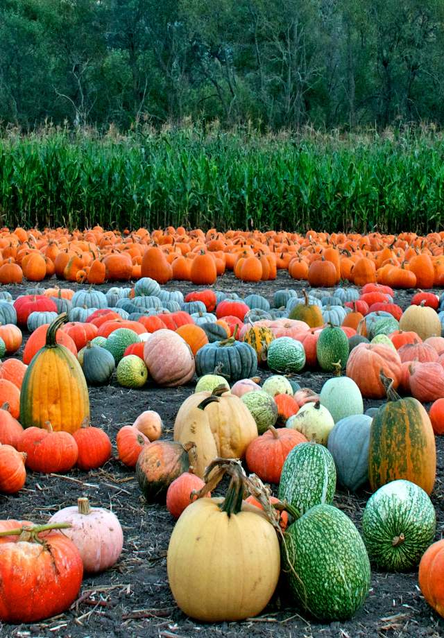 Half Moon Bay Pumpkin