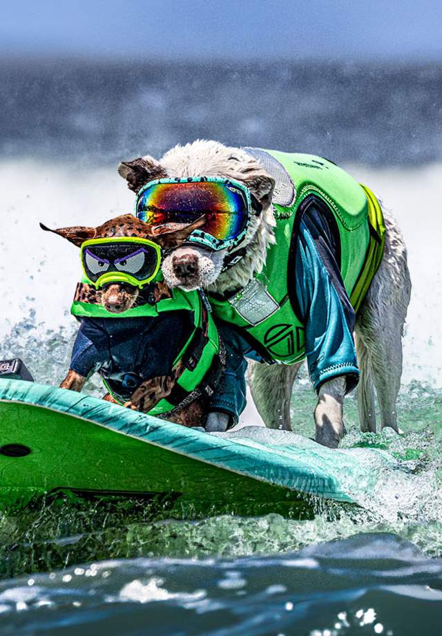 Two dogs wearing life vests and goggles on a surfboard as part of a dog surfing championship.