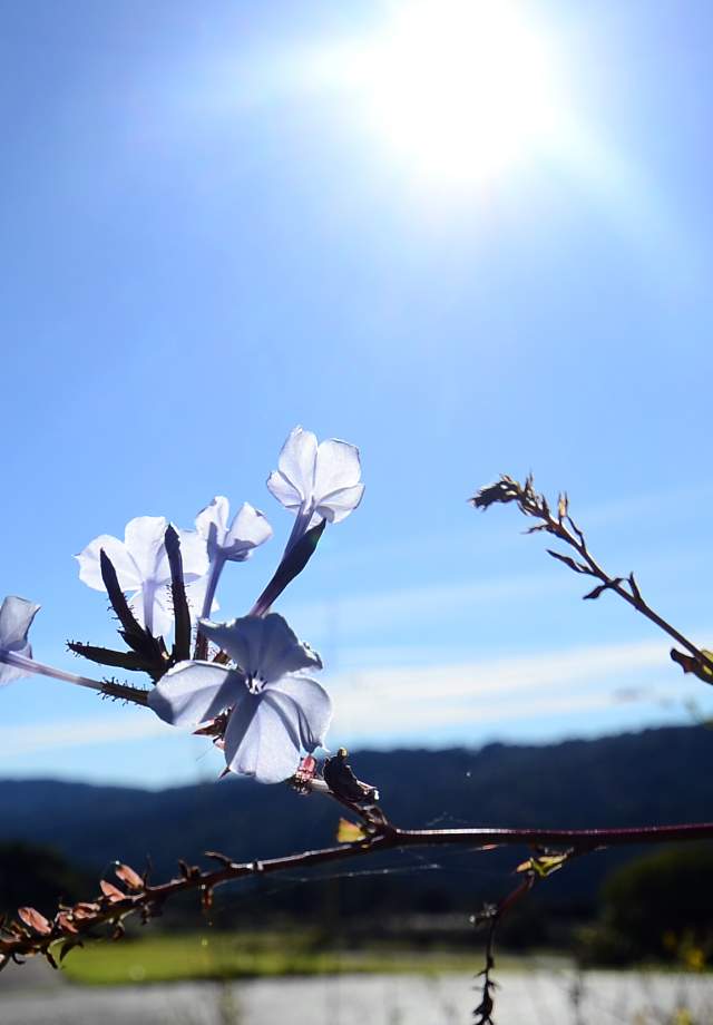 Junipero Serra Statue