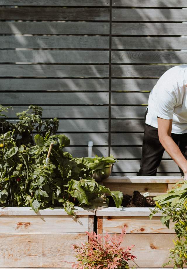 Local-Chef-Picking-Fresh-Local-Produce