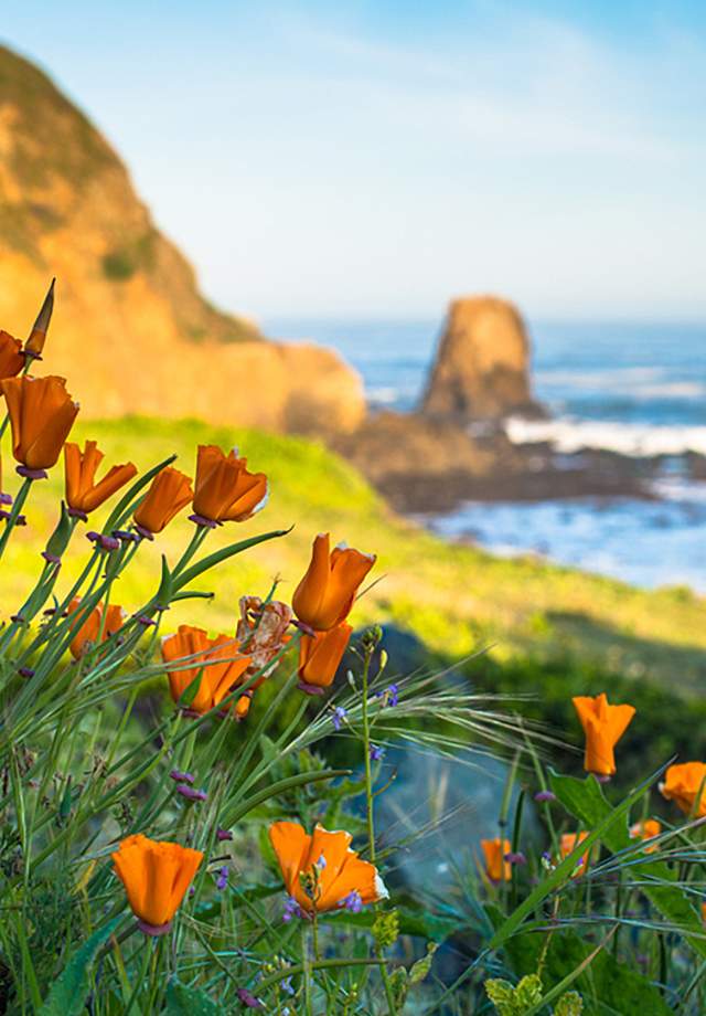 Orange_Poppy_Flowers_Roackaway_Beach_Pacifica_by_BradleyWittke_SanMateoCounty_SiliconValley