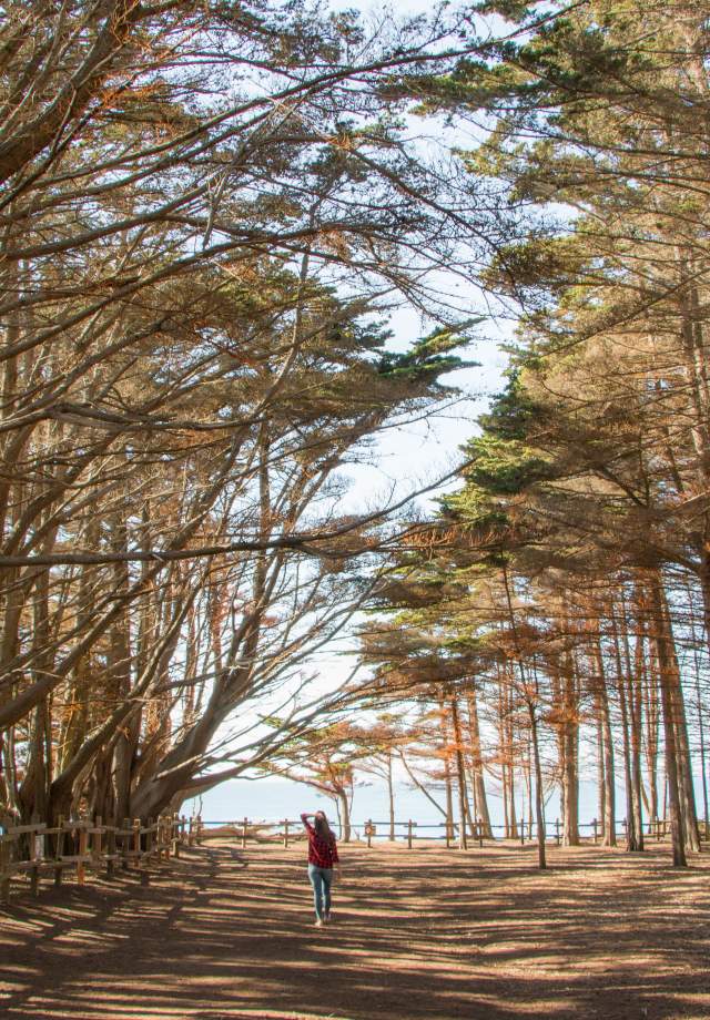 Trail_of_trees_at_Fitzgerald_Marine_Reserve_by Ludmila_Hofman_SanMateoCounty_SiliconValley