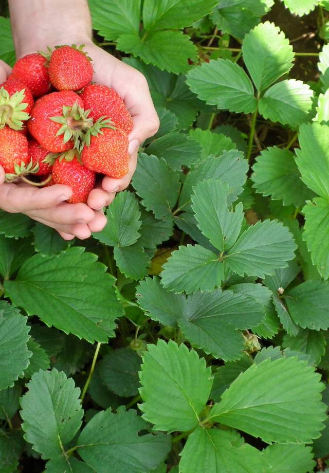 Strawberry U-Pick Farm