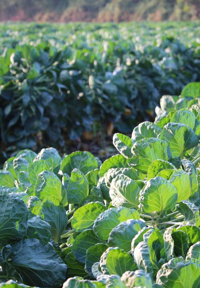 Brussels Sprouts Field