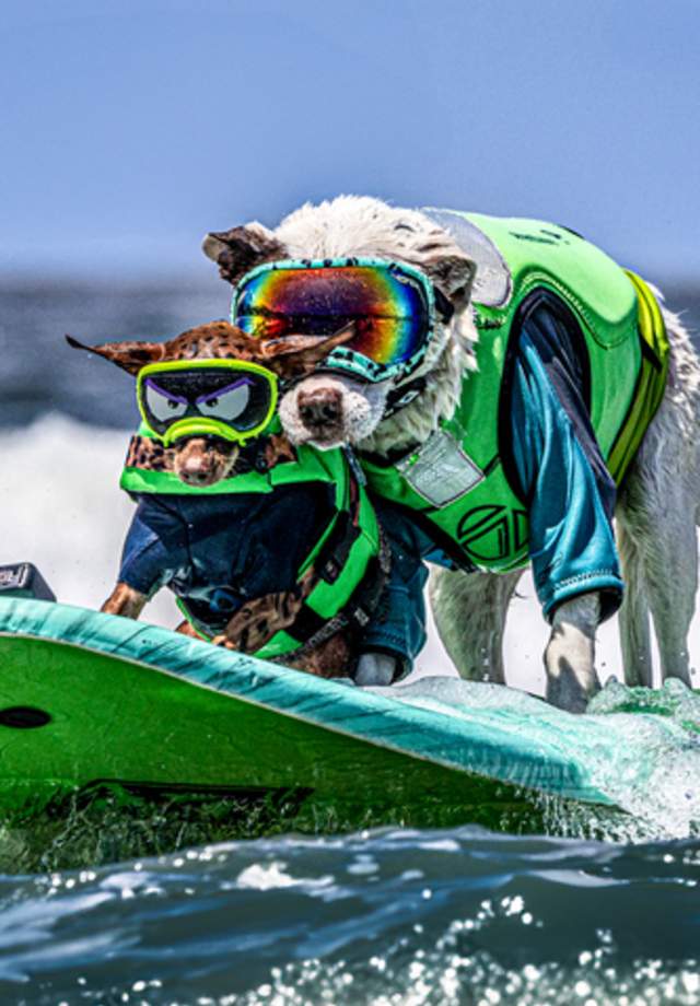 Dog Surfing