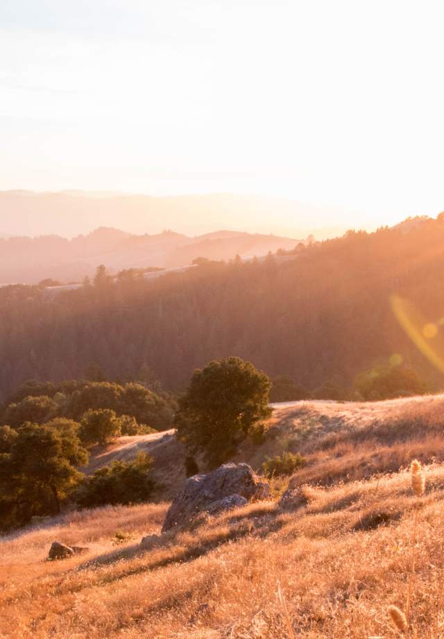 Bright Sun at La Honda Creek Space Preserve