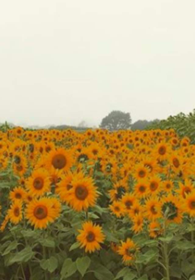 Sunflower field at Andreotti Family Farm in Half Moon Bay, California