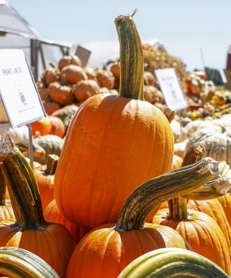 District 6 Market pumpkins