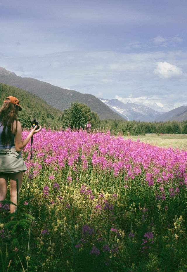 Large patch of Fireweed blooming in Dyea.