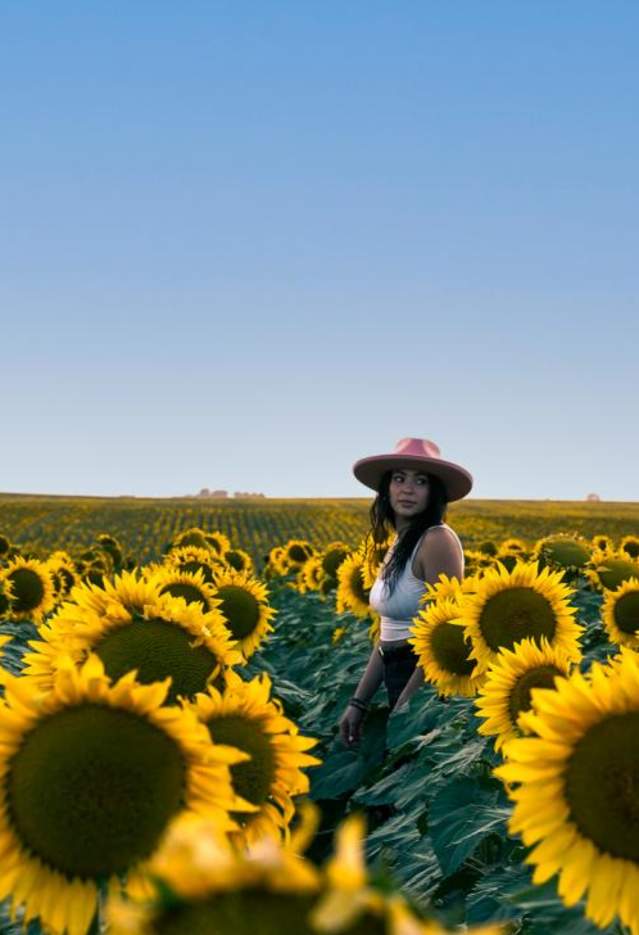 Wall-Sunflowers-Field