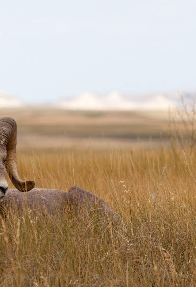 Black Hills Tour Company