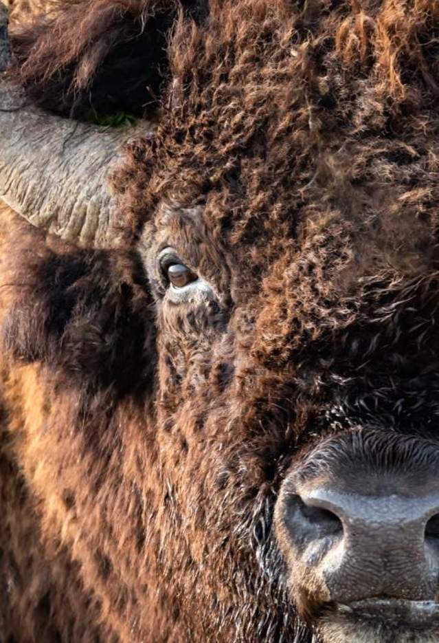 Badlands-Buffalo-Animals