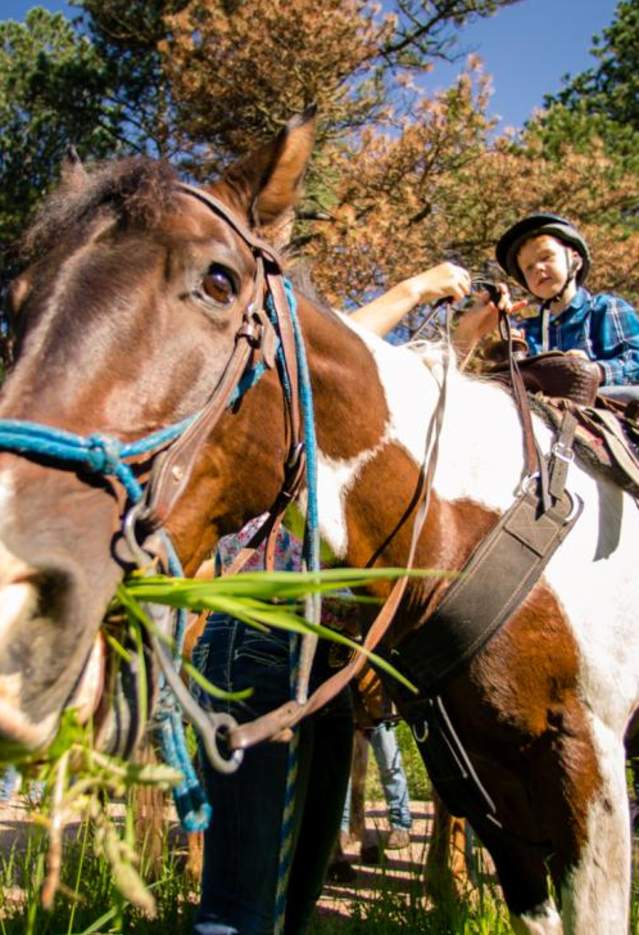 Horse-Horseback-Riding