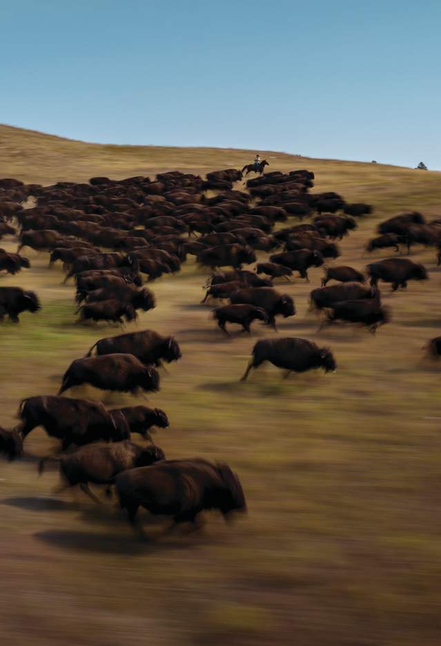 Buffalo Roundup