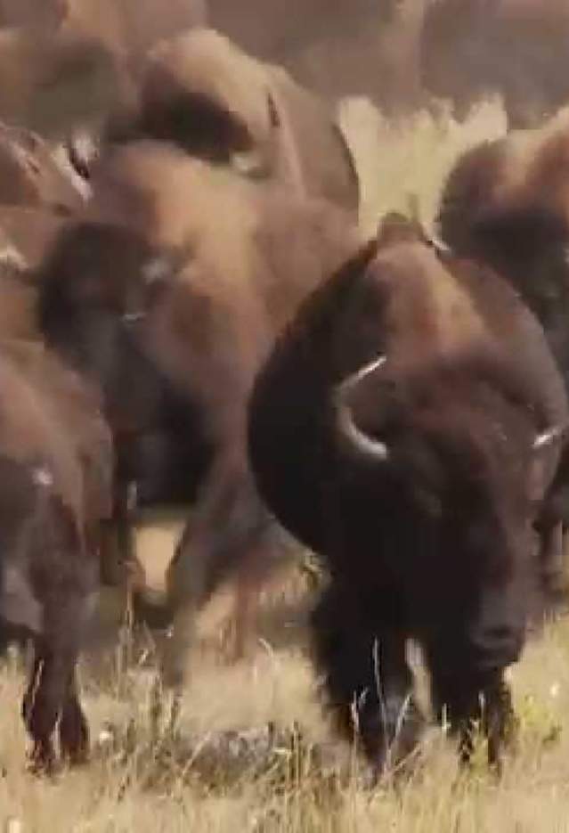 South Dakota Buffalo Roundup
