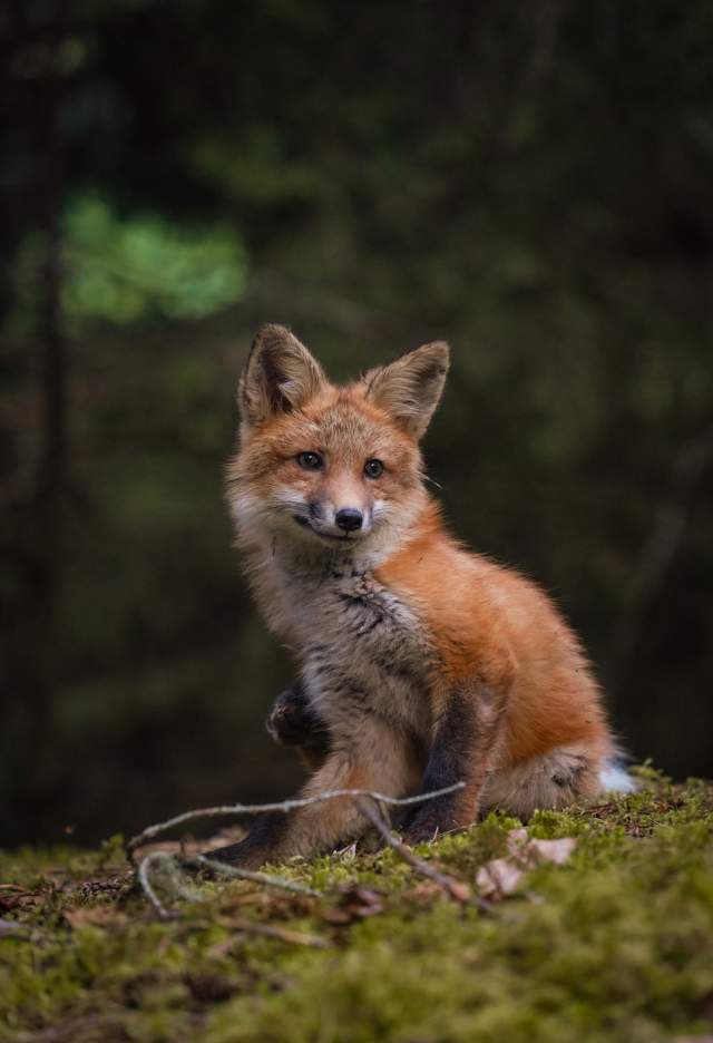 A curious fox cub emerges from its den to make friends.