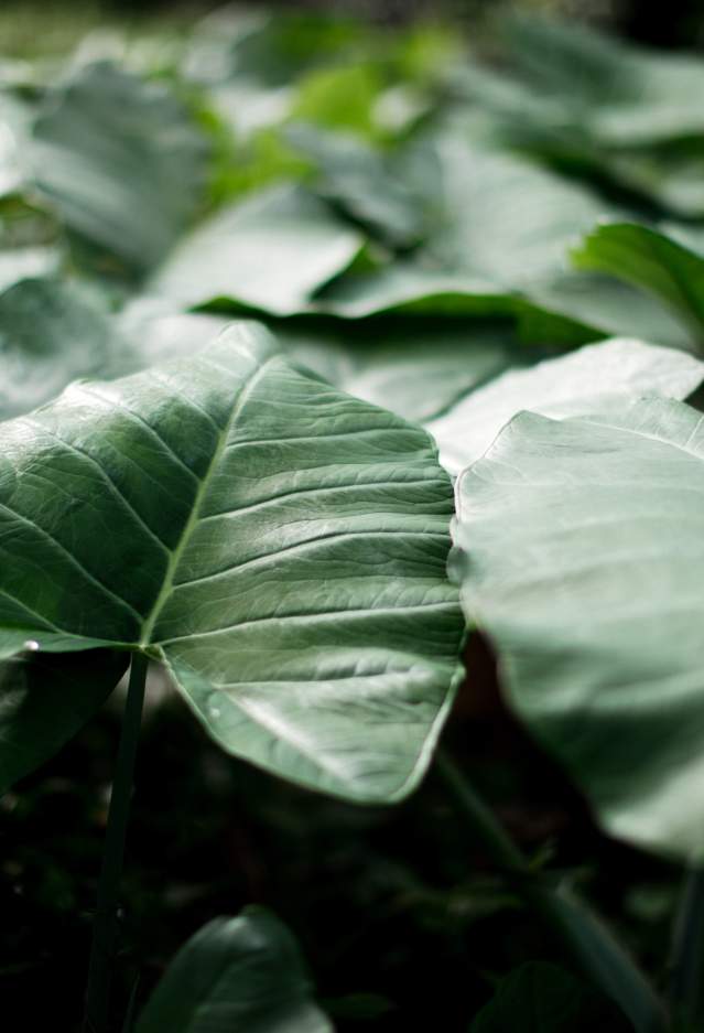 Taro (kalo) leaf