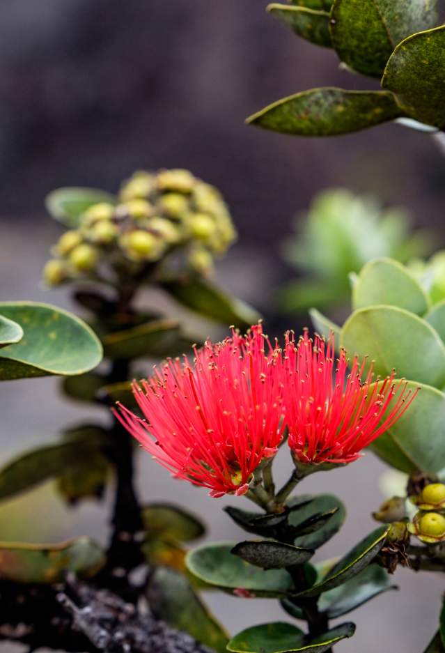 Ohia lehua in lava field