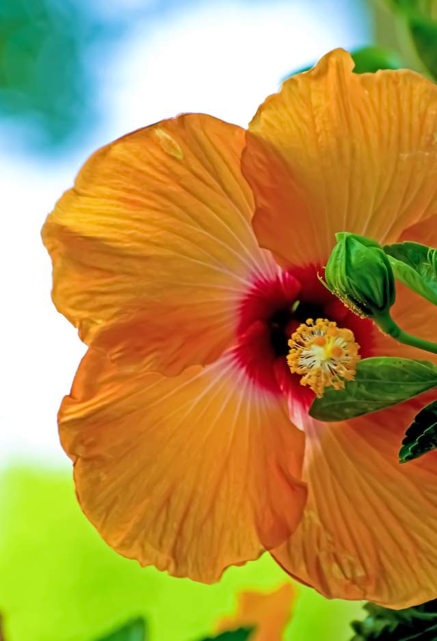 Orange Flower