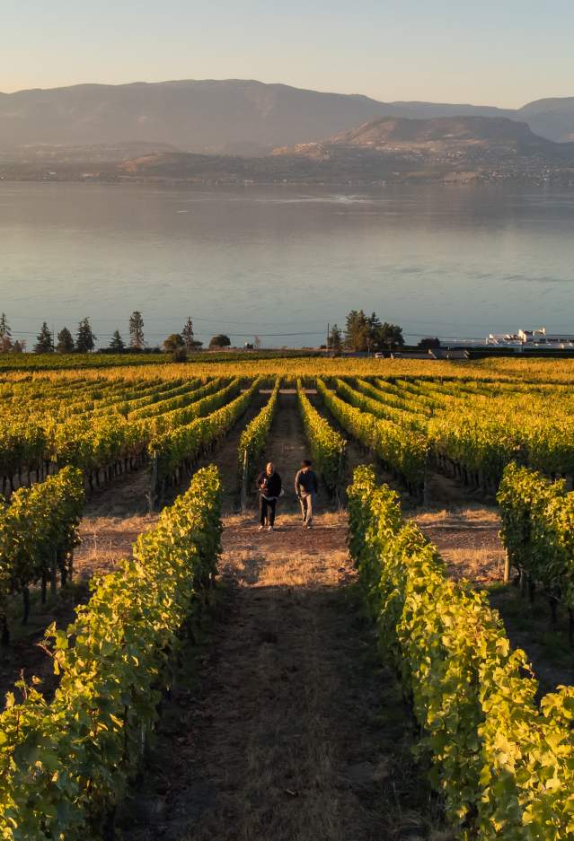 CedarCreek_Estate_Winery_Vineyards_in_Fall_Aerial_1_