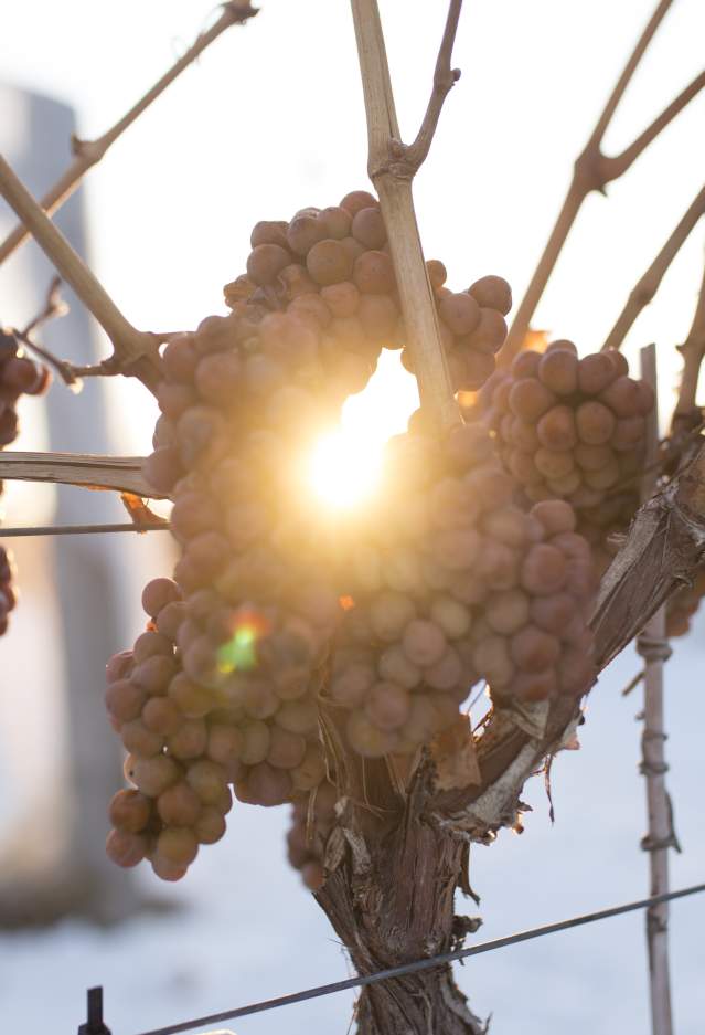 Icewine Grapes at Grizzli