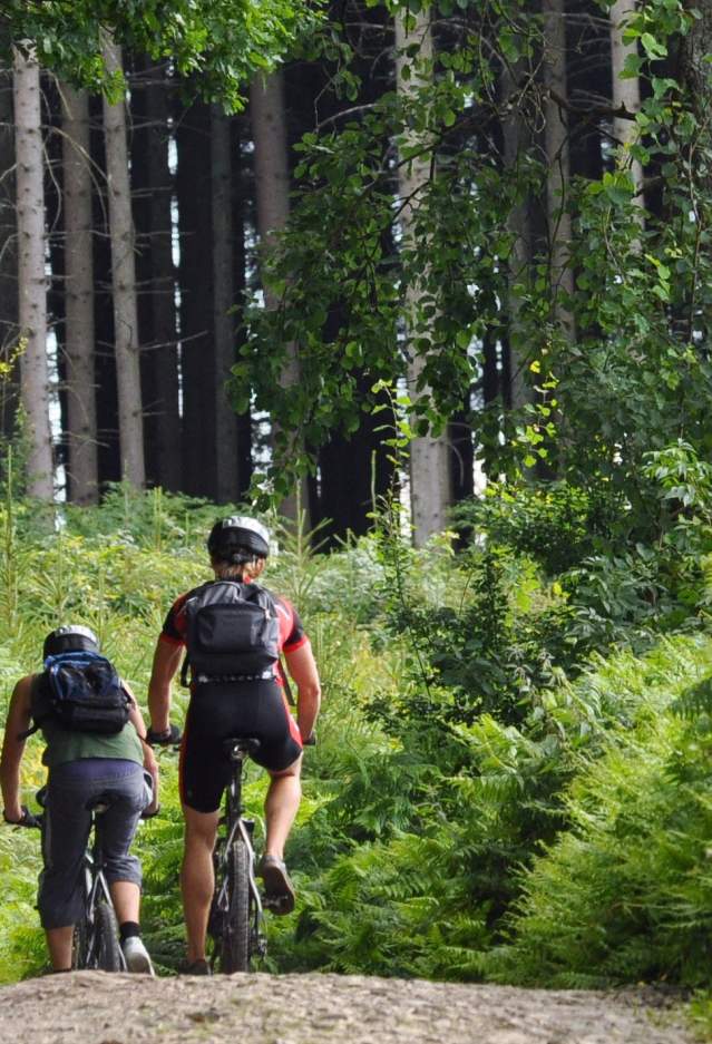 Group biking on gravel trail through park forest