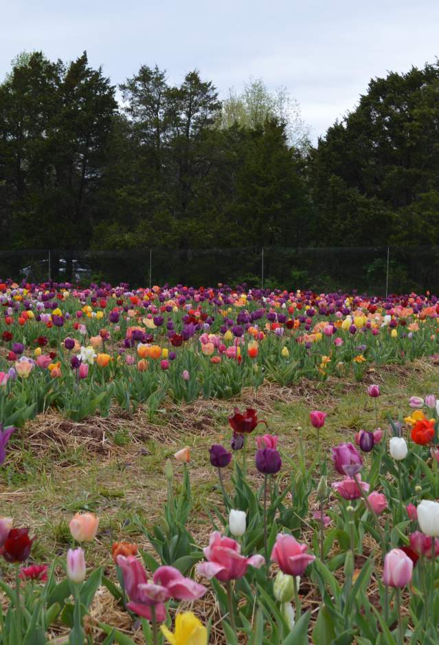 A field of red, purple peach, pink, yellow and white tulips with trees in the background.