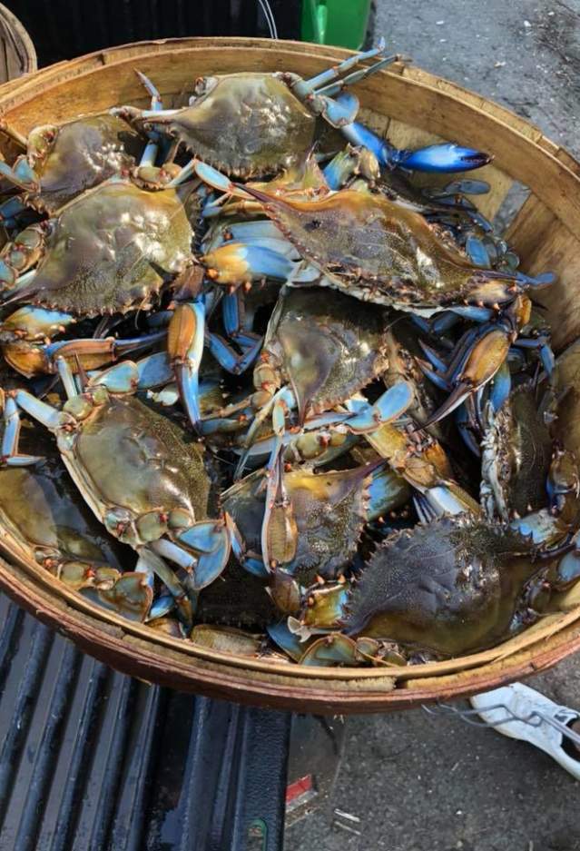 A bucket of crabs