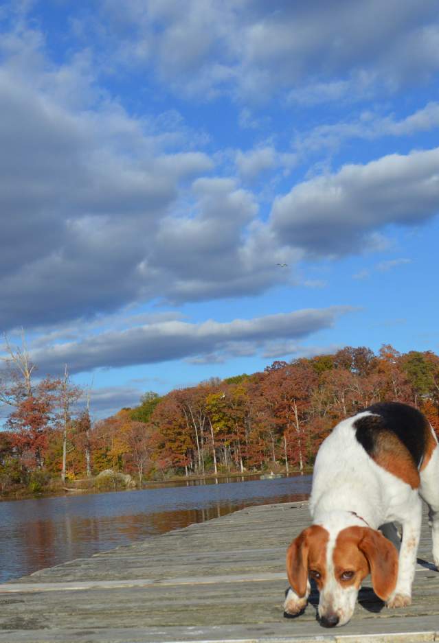dog sniffing a boardwalk