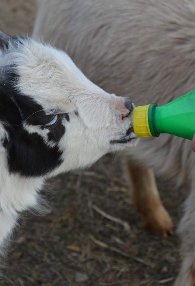 a black and white goat being fed with a green bottle by a human with a light brown animal in the background