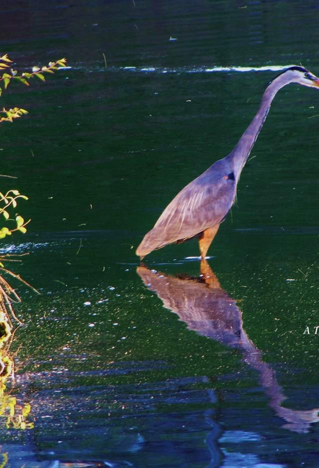 A bird standing in water