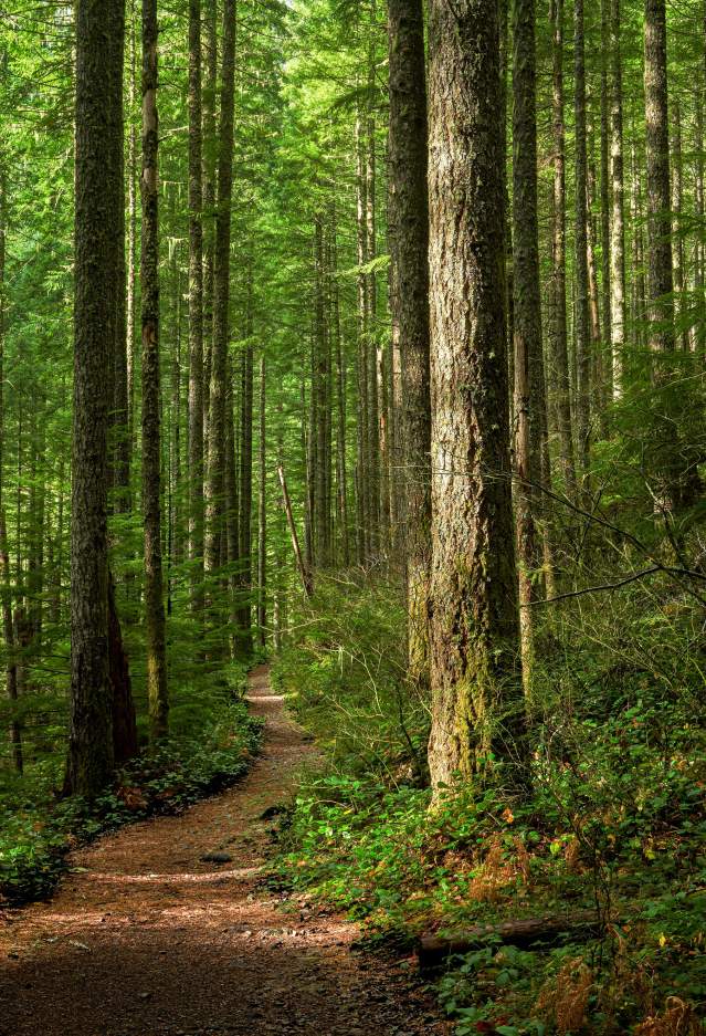 dirt trail through a pine forest