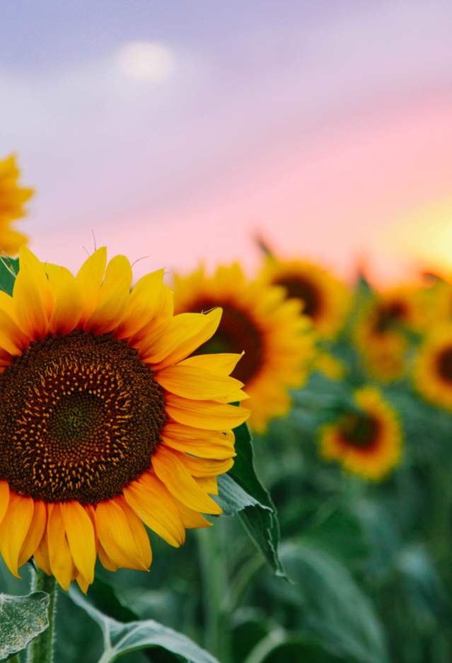 Burnside's Sunflower Festival is Back!