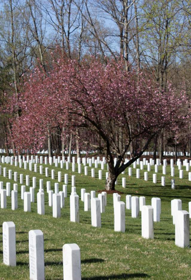 A cemetery with white headstones in lines with trees in the background