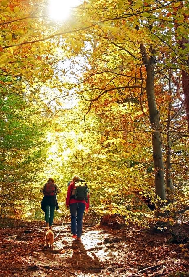 Peak Fall Foliage in Prince William, Virginia: Where to See the Best Colors