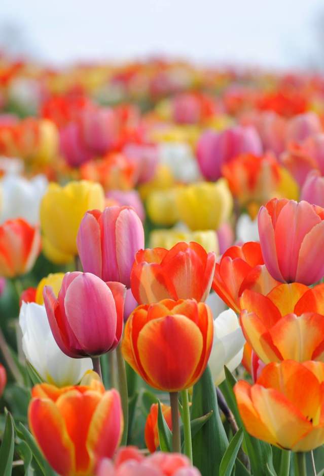 Experience Holland this Spring Only An Hour From D.C.