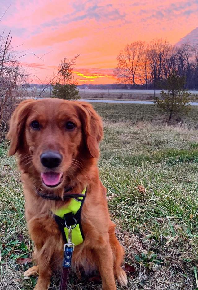 Cute Dog