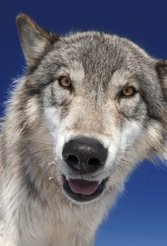 Wolf