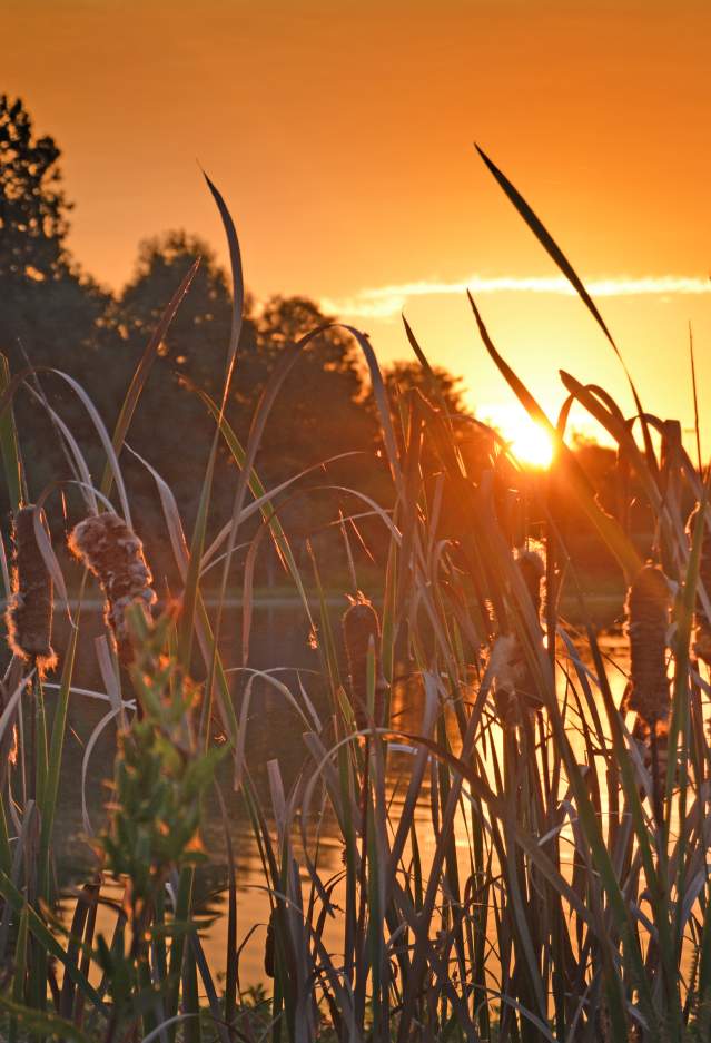 Sunrise at the Celery Bog
