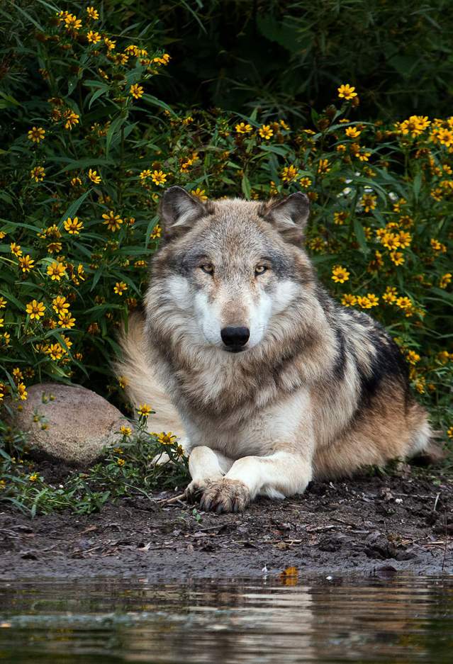 Wolf Park