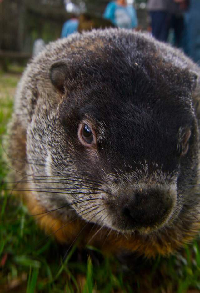 Observing Groundhog Day in York County
