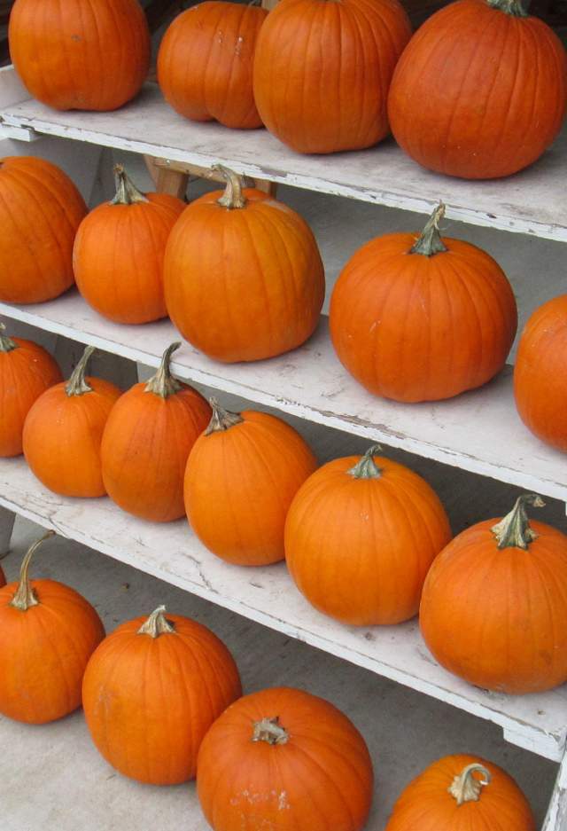 Your Guide To Pumpkins & Pumpkin Patches In York County